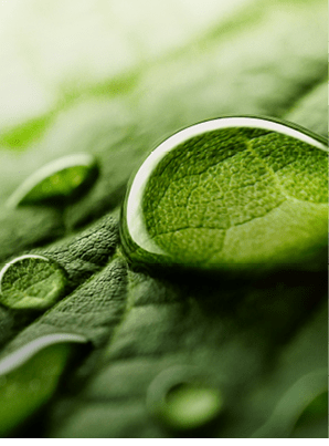 Large beautiful drops of transparent rain water on a green leaf macro. Drops of dew in the morning glow in the sun. Beautiful leaf texture in nature. Natural background.
