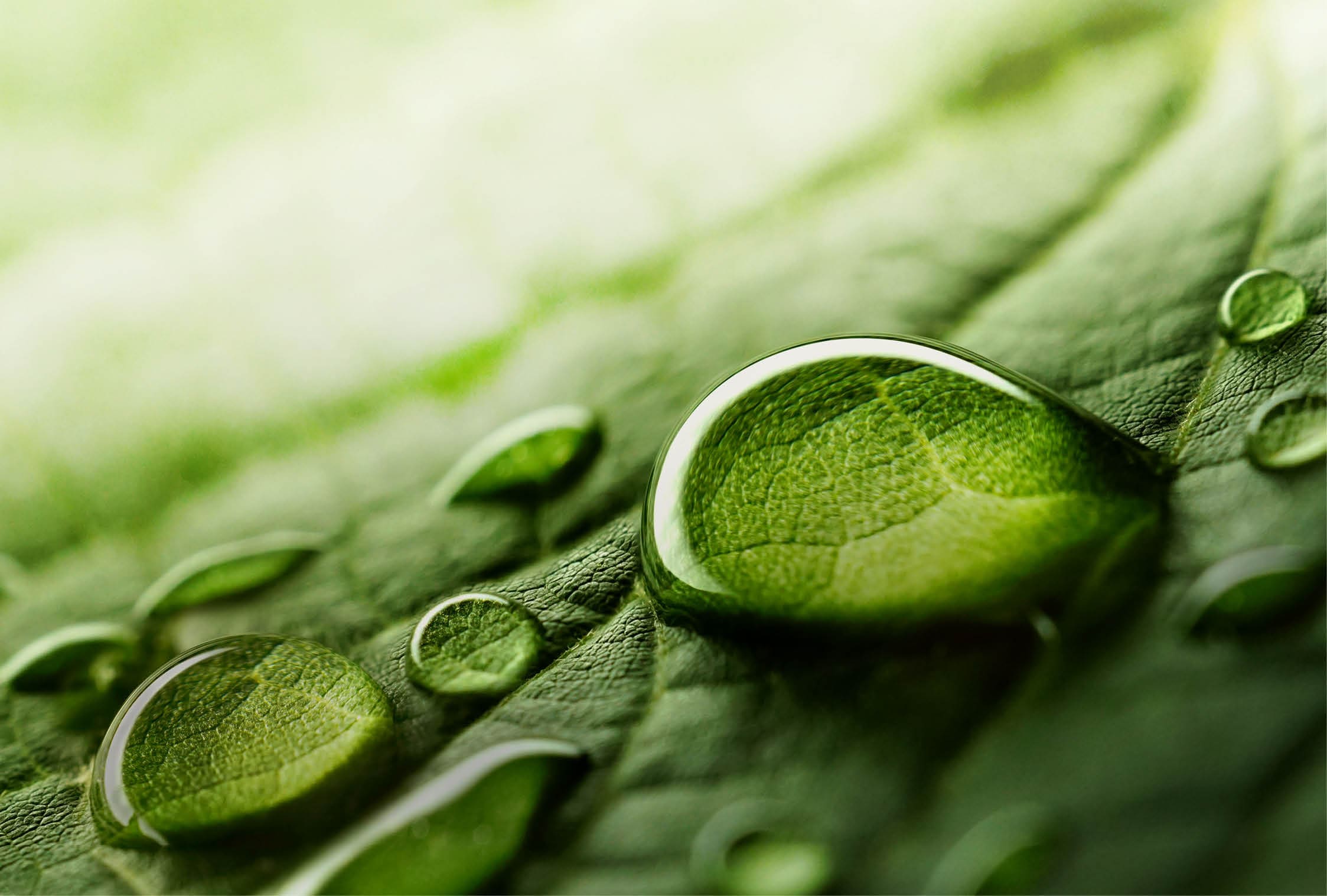 Large beautiful drops of transparent rain water on a green leaf macro. Drops of dew in the morning glow in the sun. Beautiful leaf texture in nature. Natural background.