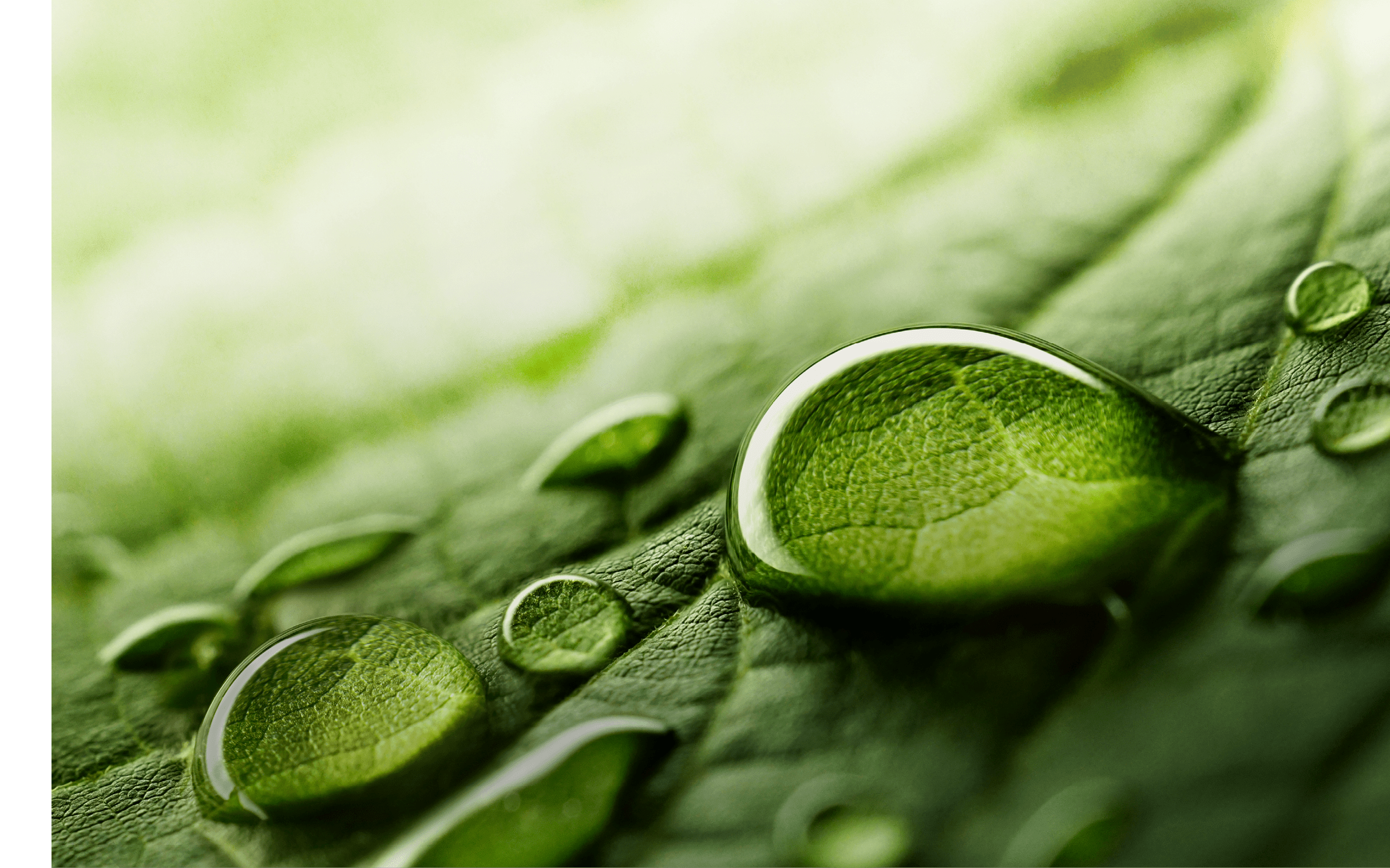 Large beautiful drops of transparent rain water on a green leaf macro. Drops of dew in the morning glow in the sun. Beautiful leaf texture in nature. Natural background.