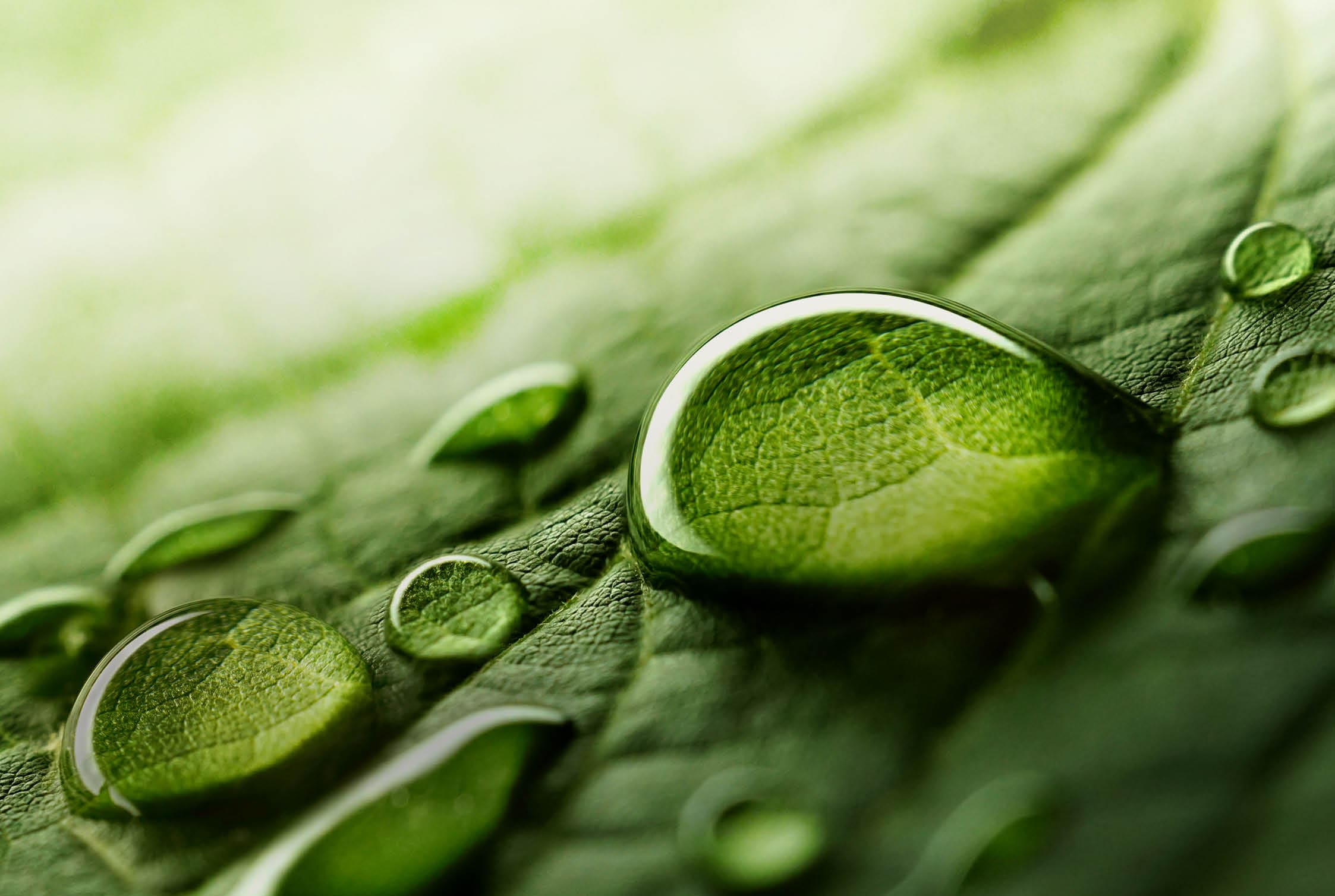 Large beautiful drops of transparent rain water on a green leaf macro. Drops of dew in the morning glow in the sun. Beautiful leaf texture in nature. Natural background.